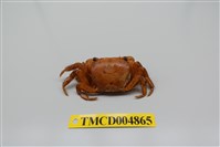 藏品(奧氏後相手蟹)的圖片